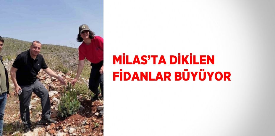 MİLAS’TA DİKİLEN FİDANLAR BÜYÜYOR