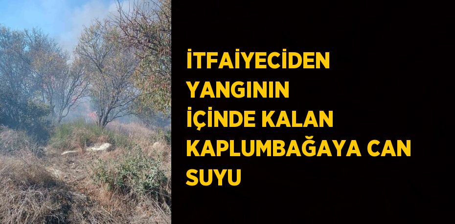 İTFAİYECİDEN YANGININ İÇİNDE KALAN KAPLUMBAĞAYA CAN SUYU