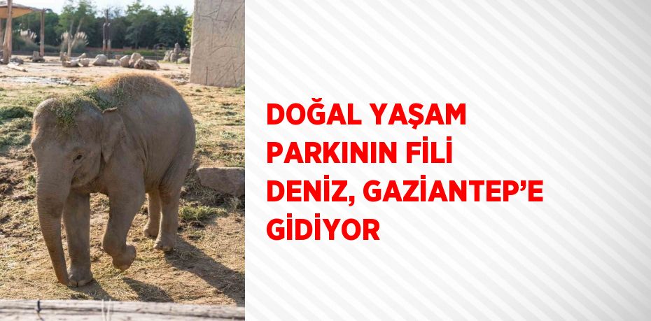 DOĞAL YAŞAM PARKININ FİLİ DENİZ, GAZİANTEP’E GİDİYOR