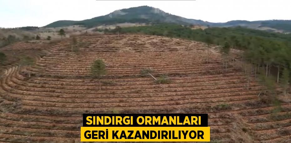 Sındırgı ormanları geri kazandırılıyor