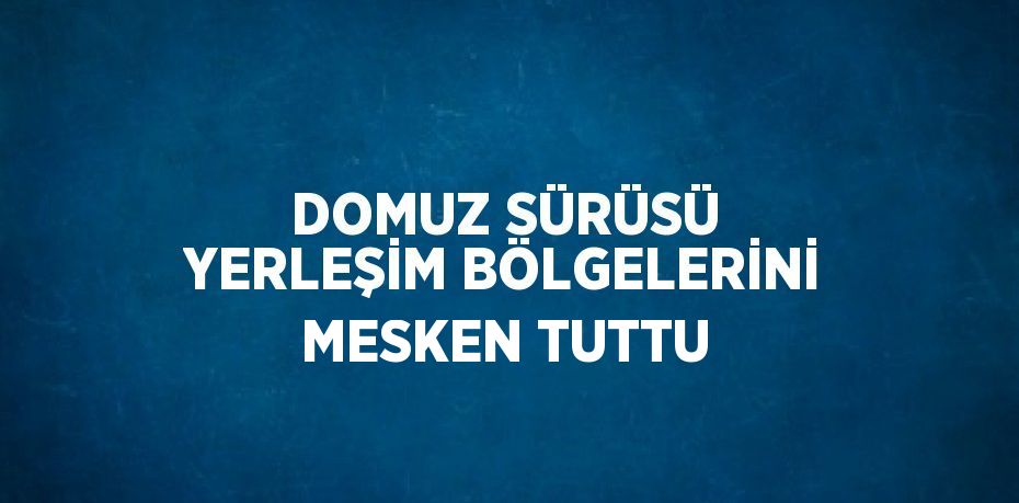 DOMUZ SÜRÜSÜ YERLEŞİM BÖLGELERİNİ MESKEN TUTTU