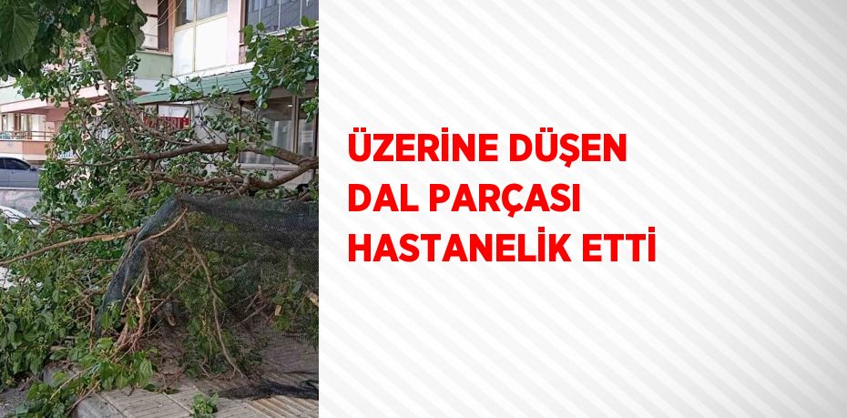 ÜZERİNE DÜŞEN DAL PARÇASI HASTANELİK ETTİ