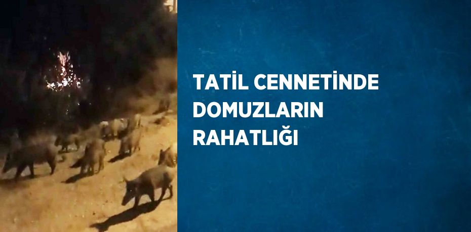 TATİL CENNETİNDE DOMUZLARIN RAHATLIĞI