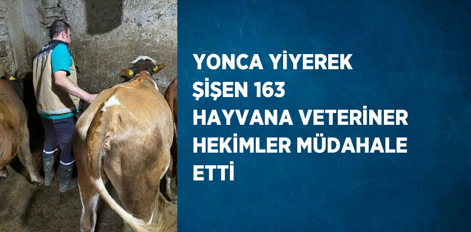 YONCA YİYEREK ŞİŞEN 163 HAYVANA VETERİNER HEKİMLER MÜDAHALE ETTİ