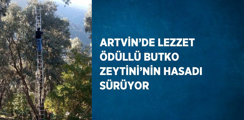 ARTVİN’DE LEZZET ÖDÜLLÜ BUTKO ZEYTİNİ’NİN HASADI SÜRÜYOR