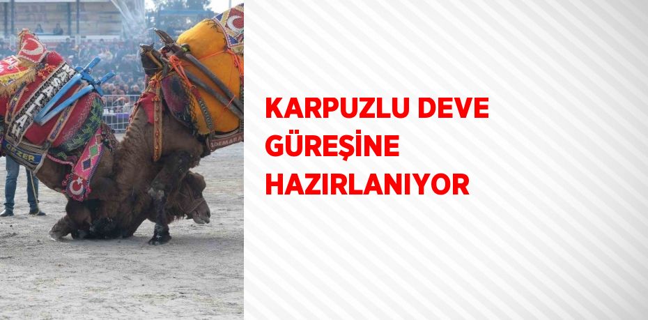 KARPUZLU DEVE GÜREŞİNE HAZIRLANIYOR