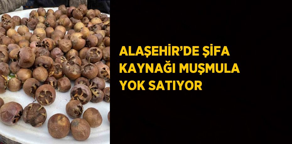 ALAŞEHİR’DE ŞİFA KAYNAĞI MUŞMULA YOK SATIYOR