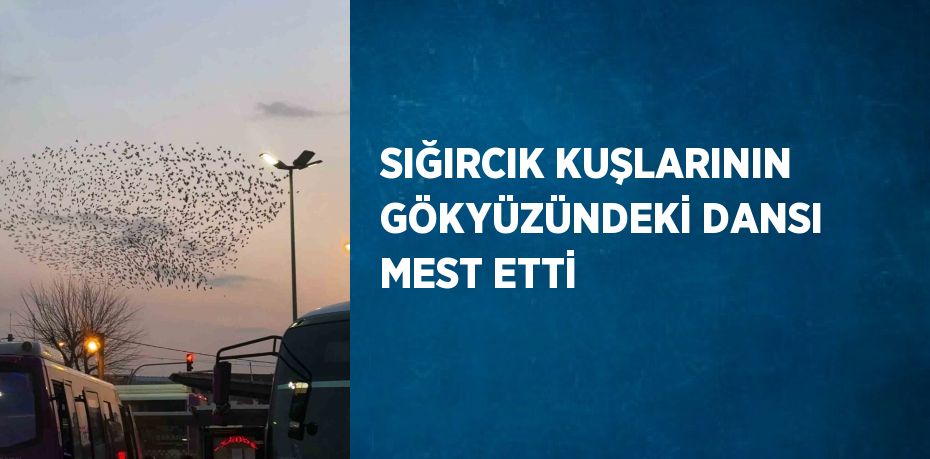 SIĞIRCIK KUŞLARININ GÖKYÜZÜNDEKİ DANSI MEST ETTİ