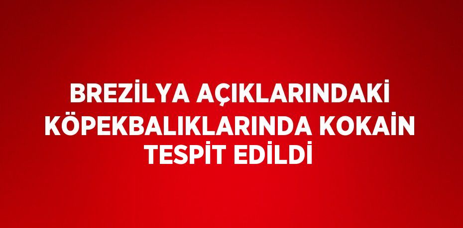 BREZİLYA AÇIKLARINDAKİ KÖPEKBALIKLARINDA KOKAİN TESPİT EDİLDİ