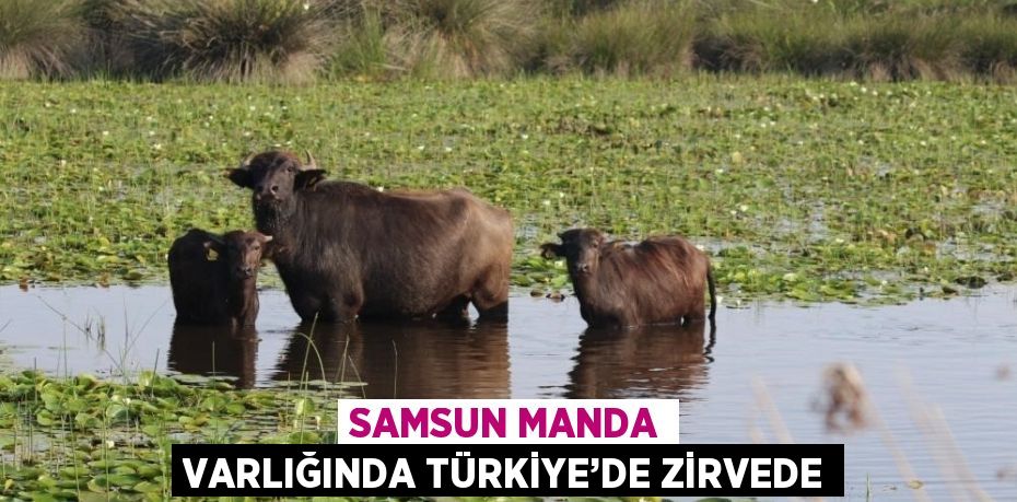 SAMSUN MANDA VARLIĞINDA TÜRKİYE’DE ZİRVEDE