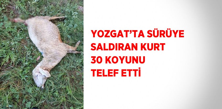 YOZGAT’TA SÜRÜYE SALDIRAN KURT 30 KOYUNU TELEF ETTİ