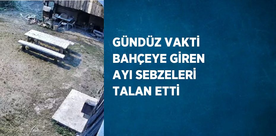 GÜNDÜZ VAKTİ BAHÇEYE GİREN AYI SEBZELERİ TALAN ETTİ