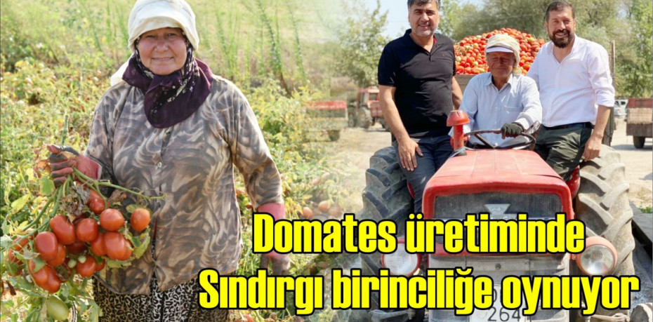 Domates üretiminde Sındırgı birinciliğe oynuyor