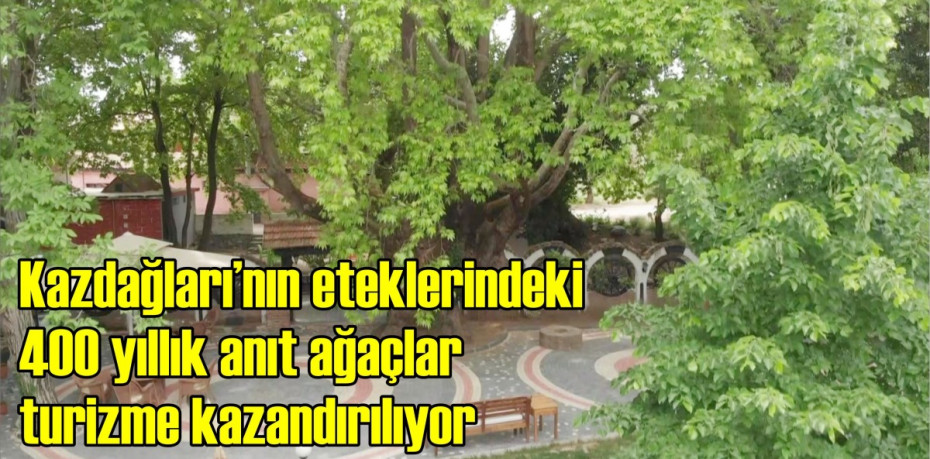 Kazdağları’nın eteklerindeki 400 yıllık anıt ağaçlar turizme kazandırılıyor