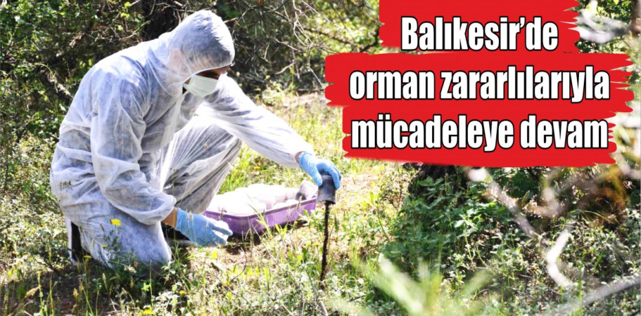 Balıkesir’de orman zararlılarıyla mücadeleye devam