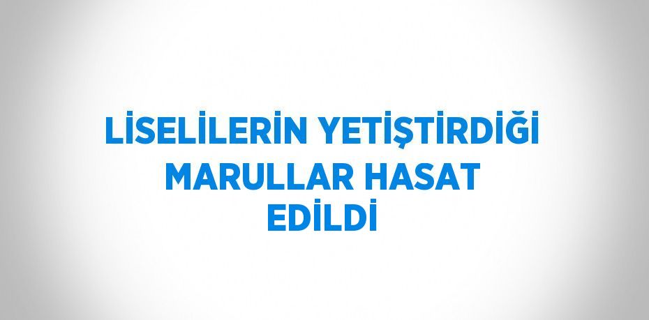 LİSELİLERİN YETİŞTİRDİĞİ MARULLAR HASAT EDİLDİ