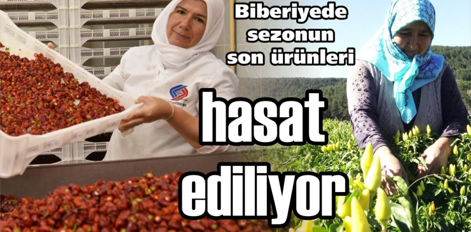 Biberiyede sezonun son ürünleri hasat ediliyor