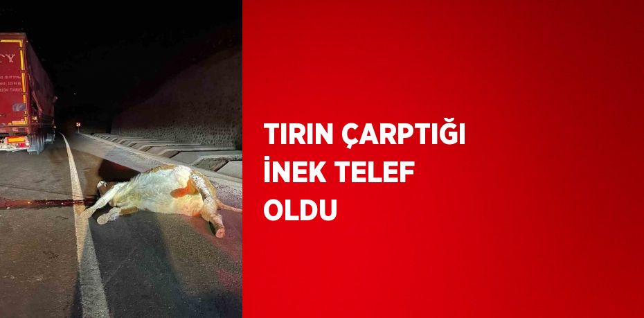 TIRIN ÇARPTIĞI İNEK TELEF OLDU