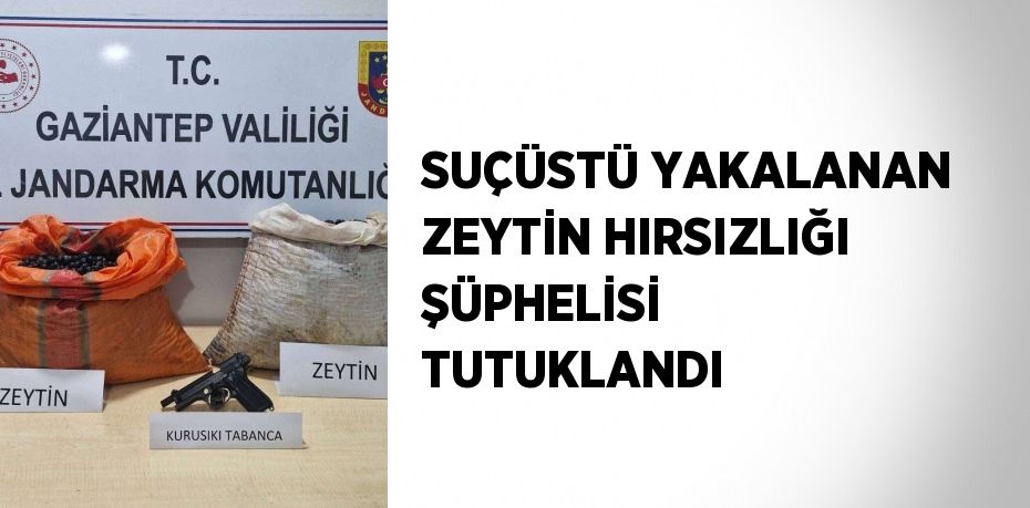 SUÇÜSTÜ YAKALANAN ZEYTİN HIRSIZLIĞI ŞÜPHELİSİ TUTUKLANDI