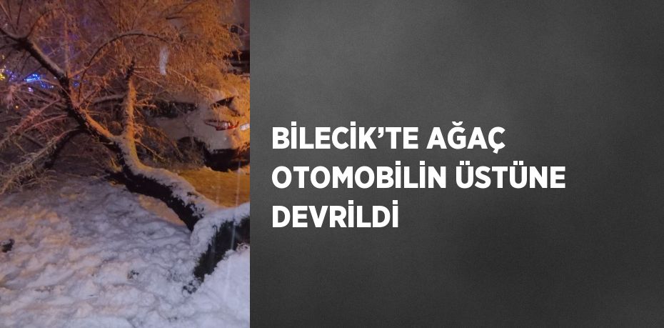 BİLECİK’TE AĞAÇ OTOMOBİLİN ÜSTÜNE DEVRİLDİ