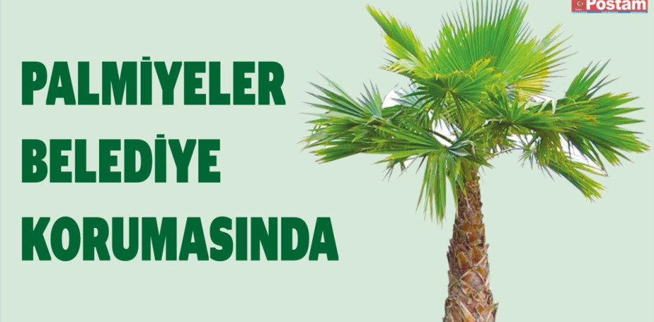 PALMİYELER BELEDİYE KORUMASINDA