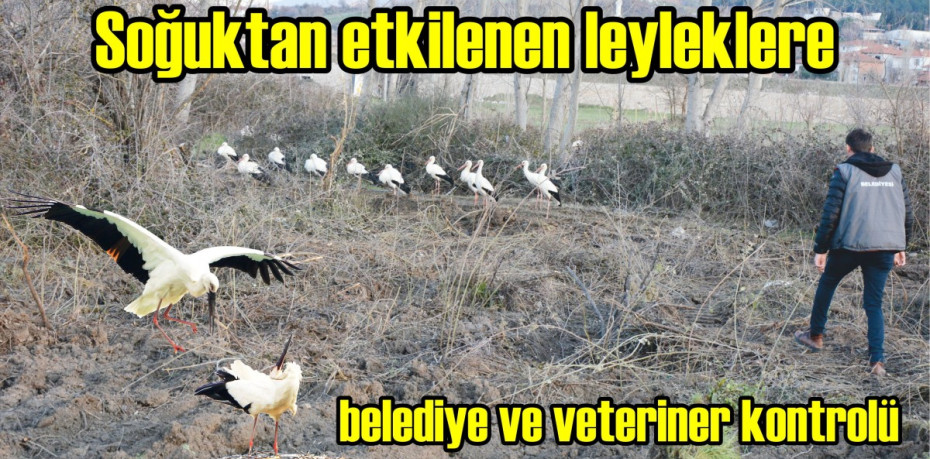 Soğuktan etkilenen leyleklere belediye ve veteriner kontrolü