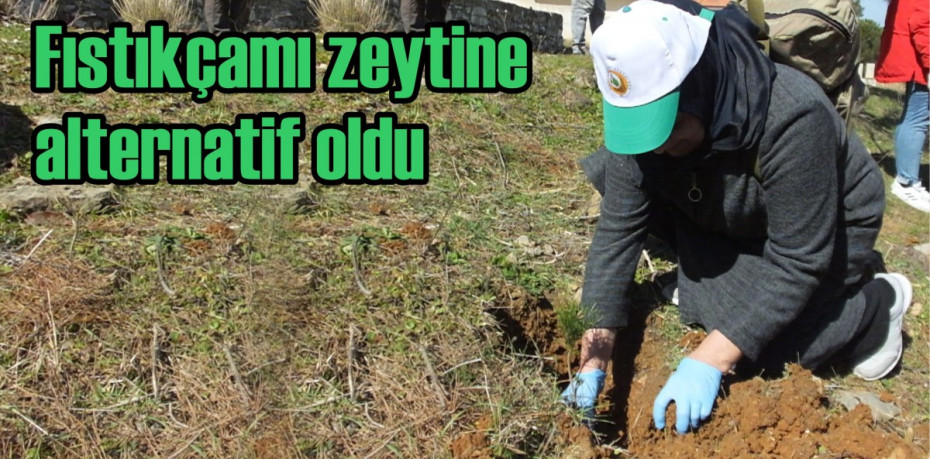 Balıkesir’de fıstıkçamı zeytine alternatif oldu