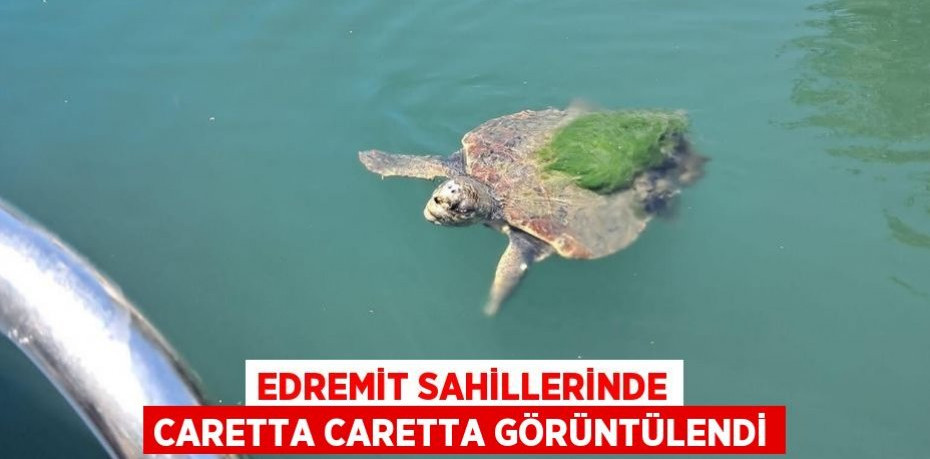 Edremit sahillerinde caretta caretta görüntülendi