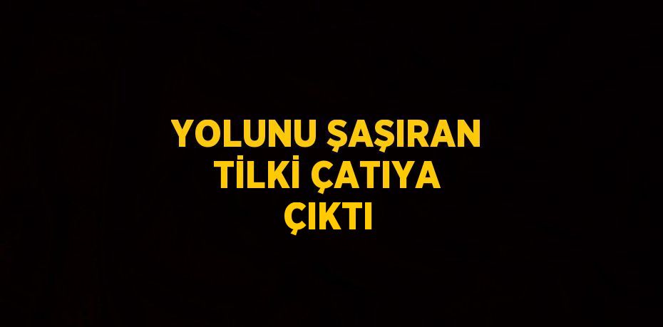 YOLUNU ŞAŞIRAN TİLKİ ÇATIYA ÇIKTI