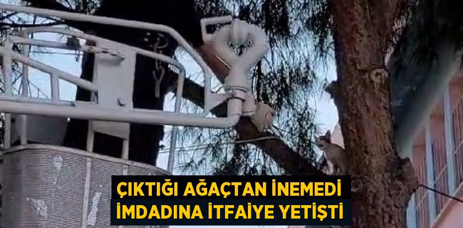 ÇIKTIĞI AĞAÇTAN İNEMEDİ İMDADINA İTFAİYE YETİŞTİ