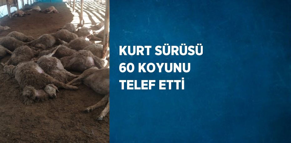 KURT SÜRÜSÜ 60 KOYUNU TELEF ETTİ