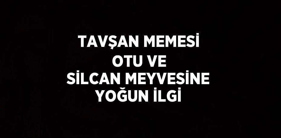 TAVŞAN MEMESİ OTU VE SİLCAN MEYVESİNE YOĞUN İLGİ