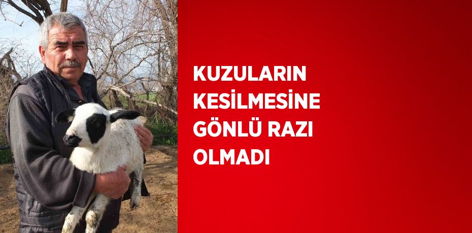 KUZULARIN KESİLMESİNE GÖNLÜ RAZI OLMADI