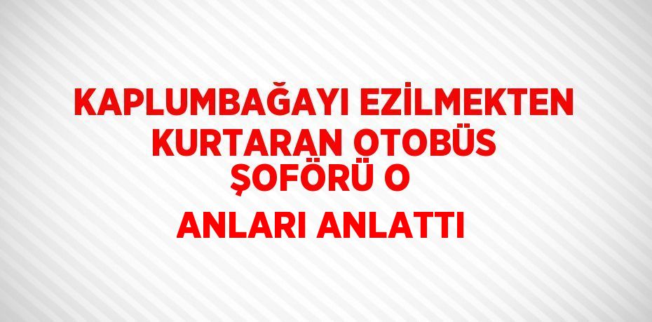 KAPLUMBAĞAYI EZİLMEKTEN KURTARAN OTOBÜS ŞOFÖRÜ O ANLARI ANLATTI