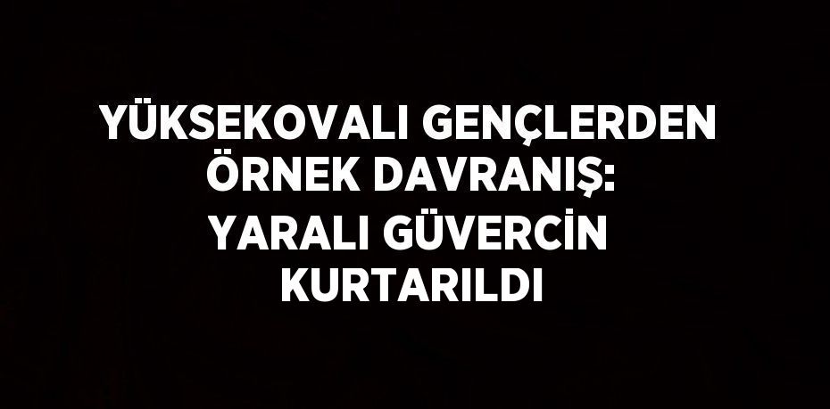 YÜKSEKOVALI GENÇLERDEN ÖRNEK DAVRANIŞ: YARALI GÜVERCİN KURTARILDI