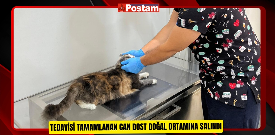 Tedavisi tamamlanan can dost doğal ortamına salındı