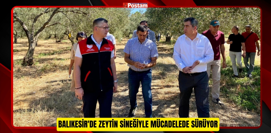 BALIKESİR'DE ZEYTİN SİNEĞİYLE MÜCADELEDE SÜRÜYOR