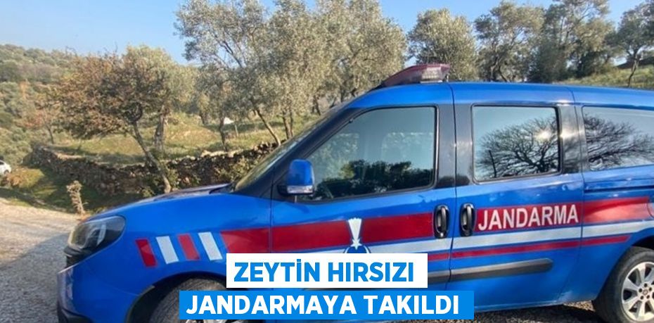 ZEYTİN HIRSIZI JANDARMAYA TAKILDI