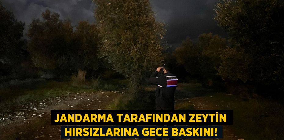 JANDARMA TARAFINDAN ZEYTİN HIRSIZLARINA GECE BASKINI!