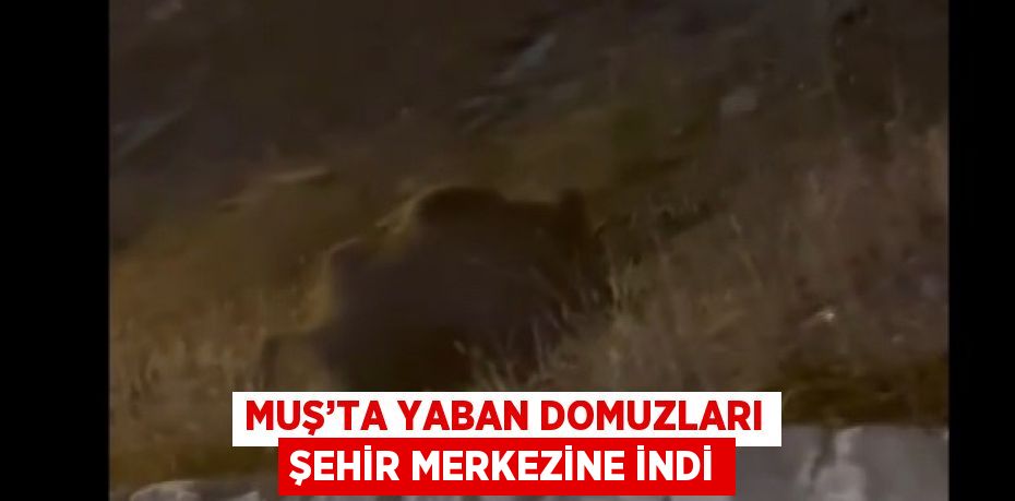 MUŞ’TA YABAN DOMUZLARI ŞEHİR MERKEZİNE İNDİ