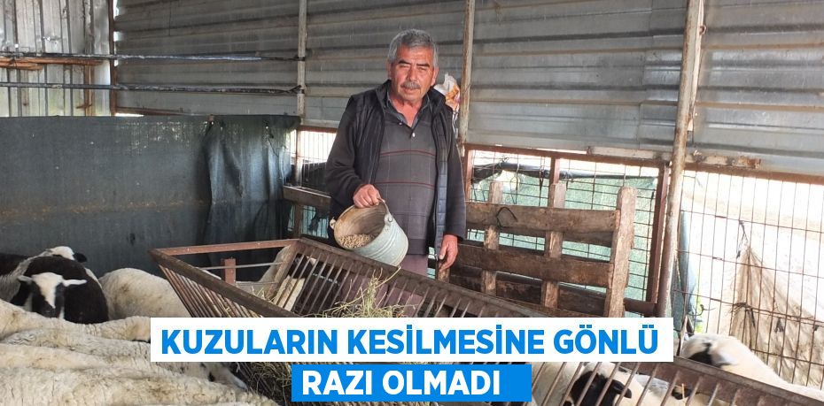 Kuzuların kesilmesine gönlü razı olmadı  