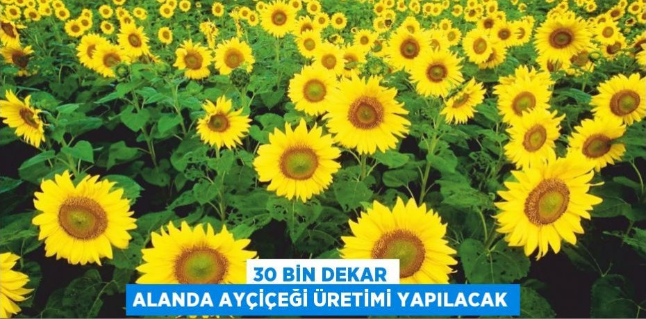 30 bin dekar alanda ayçiçeği üretimi yapılacak