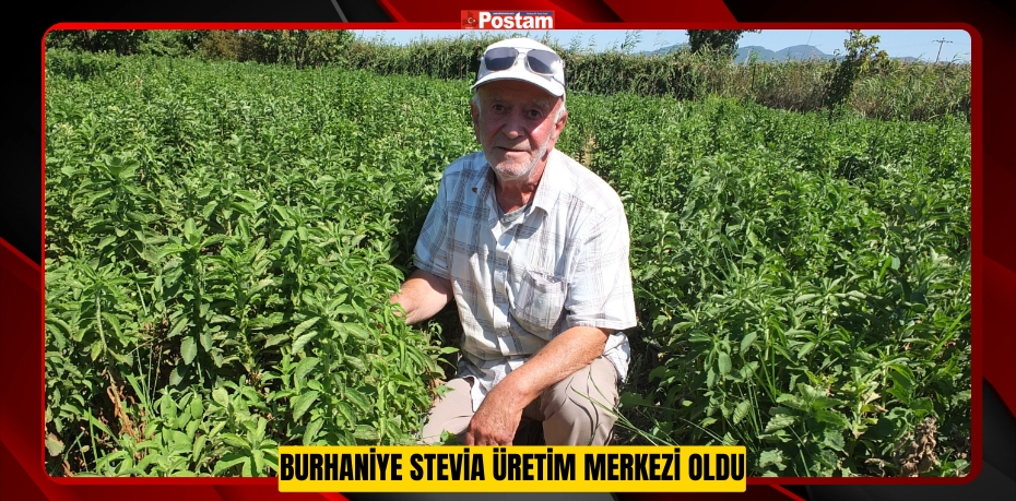 Burhaniye Stevia üretim merkezi oldu