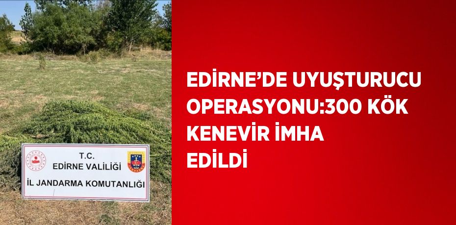 EDİRNE’DE UYUŞTURUCU OPERASYONU:300 KÖK KENEVİR İMHA EDİLDİ