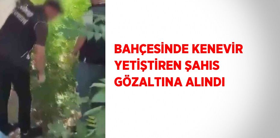 BAHÇESİNDE KENEVİR YETİŞTİREN ŞAHIS GÖZALTINA ALINDI