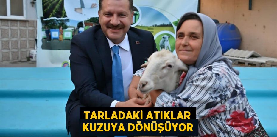 Tarladaki atıklar kuzuya dönüşüyor