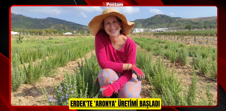 Erdek'te 'aronya' üretimi başladı  