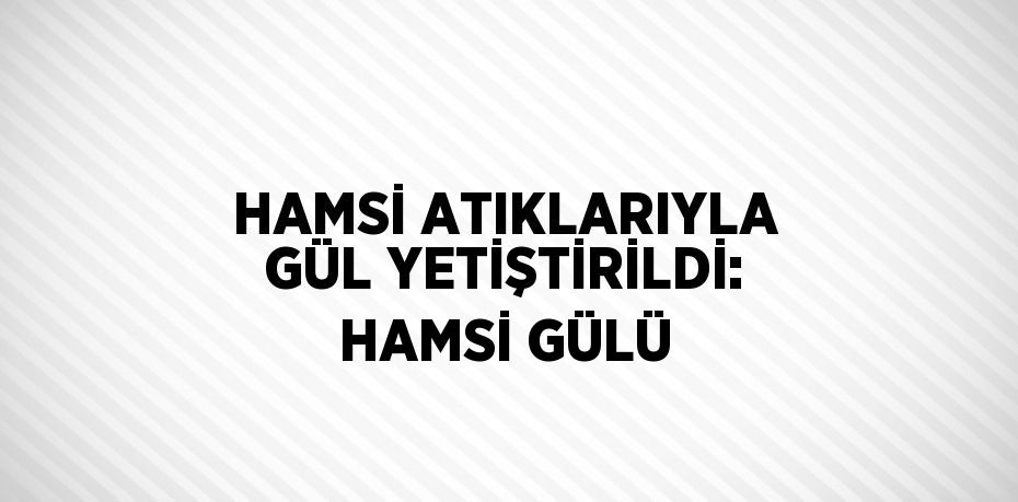 HAMSİ ATIKLARIYLA GÜL YETİŞTİRİLDİ: HAMSİ GÜLÜ