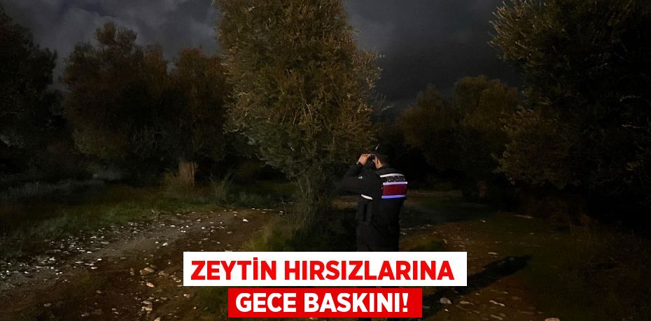 Zeytin hırsızlarına gece baskını!