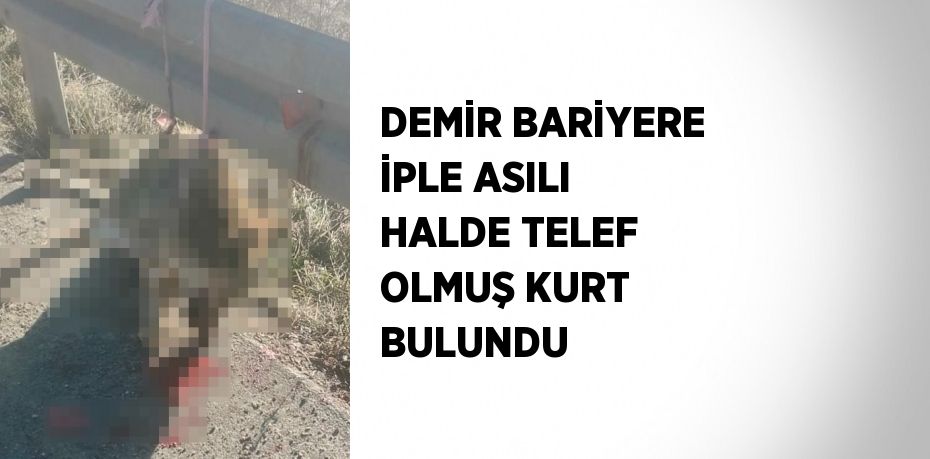 DEMİR BARİYERE İPLE ASILI HALDE TELEF OLMUŞ KURT BULUNDU